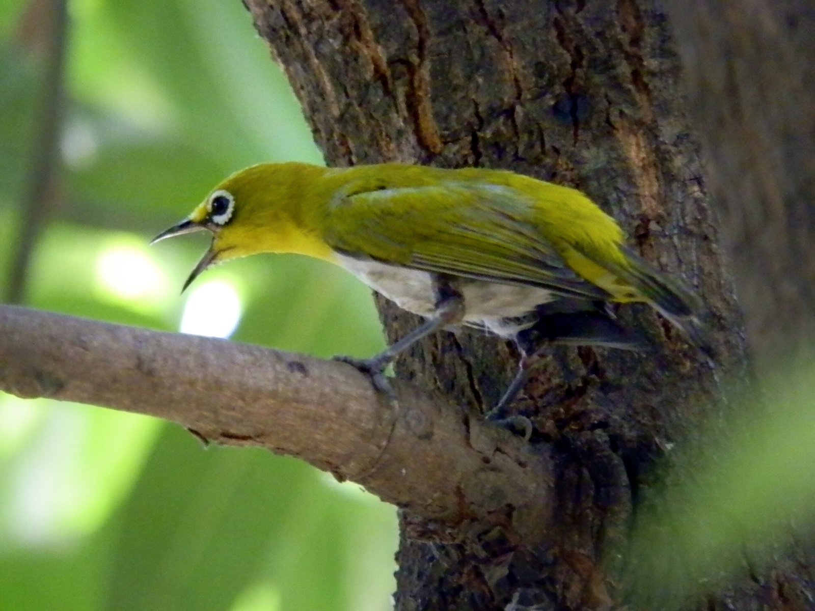 Oriental White Eye – Cannot Be Ignored