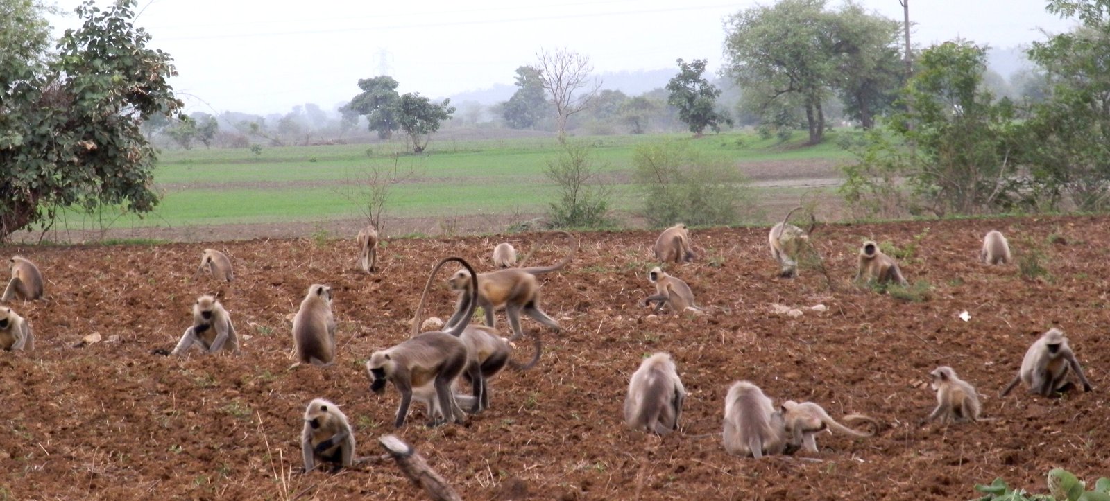 Farming in India – High Risk, Low Reward or No Reward?
